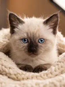 Himalayan kitten for sale in Delhi NCR – fluffy blue-eyed purebred cat from The Persian Palace