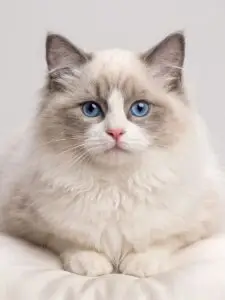 Ragdoll kitten for sale in Delhi NCR – blue-eyed purebred cat from The Persian Palace